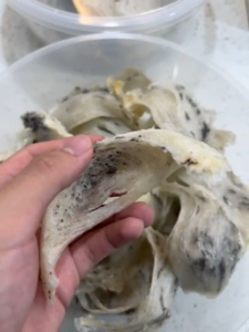 Natural Bird Nest with Feathers Own Swiftlet House |Medium Feather / Heavy Feather |