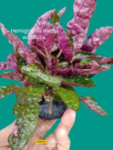 tanaman air aquascape hemigraphis media pot masih promo