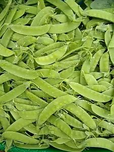 SNOW PEA seeds- ( 20 seeds ) Sitsaro seeds/ Chinese Pea / Snow Peas