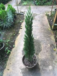 สนอิตตาเลี่ยนไซเปรส กระถาง 11 นิ้ว Cupressus sempervirens Mediterranean cypress สูงประมาณ 75-110 ซม.