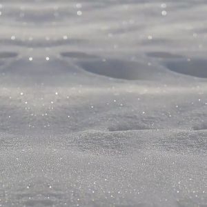 Insect Sticker Tray | Dulang Pelekat Serangga Lalat Flying insects / Telus - Jelas Optik / Tidak Toksik / Tahan Cuaca / Tiada Bau / Sesuai digunakan dalam di (Taman - Ladang - Rumah - Dapur dan lain-lain) / Untuk menangkap (Serangga terbang kecil)