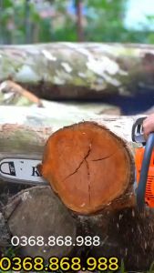 Máy Cưa Xích Chạy Xăng KOMASU Nhật Bản máy cưa gia đình công suất mạnh mẽ Chất Lượng hàng đầu bảo hàng 12 tháng