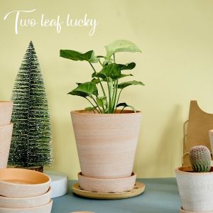 Handmade Red Clay Pot Nordic Style Fat Plant Flower Pot for Desktop Or Ground Placement Succulent Plant Potted Plant Holder