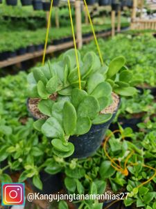 Tanaman Gantung | Jade Taplant ( 1 Pot )