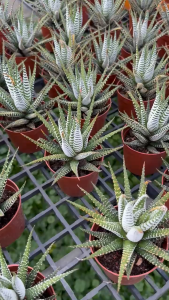 Haworthiopsis fasciata – Zebra Succulent Charm Tabletop Cactus Beginner-Friendly succulent