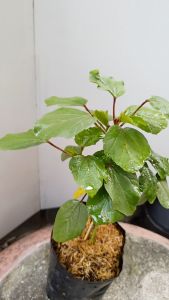 ต้นกระเจี๊ยบแดง ถุงเพาะ 5.5นิ้ว กระเจี๊ยบเปรี้ยว ผักเก่งเค็ง ส้มปู กระเจี๊ยบแดง