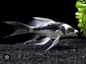 Panda Mayan Butterfly Koi/Ornamental fish/Freshwater/Readystock