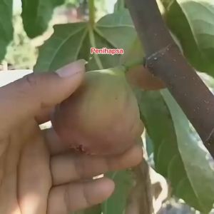 Bibit Buah Tin Purple Yordan Super Cangkok