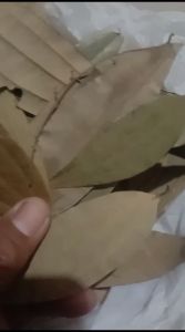 Daun Salam India kering 10 g (TEJ PATTA)