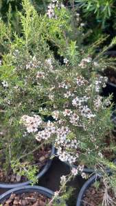 กระถาง8-11นิ้ว สีขาวอมชมพู#ดอกไม้กินได้ #ใบใช้ชงชาดิ่มผ่อนคลาย #มานูก้า #ต้นชานิวซีแลนด์ ส่งพร้อมออกดอกทั่งปี มานูก้า Manuka / Tea Tree ไม้ดอกมากคุณประโยชน์ต้นกำเนิดจากนิวซีแลนด์