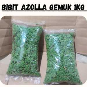 bibit Azolla 1 kg berkualitas