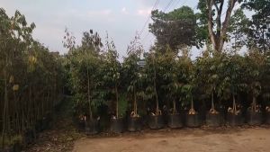Bibit Durian Kaki Tiga Bawor Banyumas Cepat Berbuah