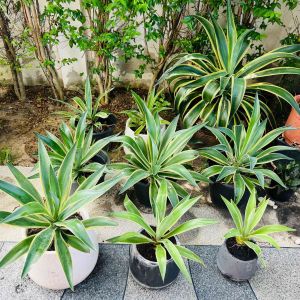 (2ต้น)อากาเว่ปากนกแก้ว Agave Attennuata มีต้นกำเนิดจากประเทศเม็กซิโกและอเมริกาใต้ ทนร้อน ทนแล้ง