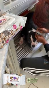 80 Sheets Bioion Pets Pounce Wet Wipes / Pet Wipes / Pets Cleanliness / Wet Tissue for Pet / Wet Tissues Cat Dog / Non-Alcohol Sanitizer Wet Wipes Sheets