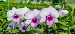 HOA LAN HỒNG NGỌC