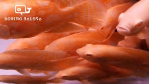 BRBN Lemon Yellow Oscar - Cichlid Fish - Ikan Cichlid Oscar- Aquarium Freshwater Fish / Ikan Air Tawar