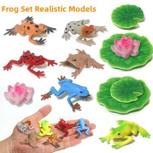 Realistic Frog Kit Model Amphibian Educational Toy