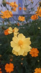 เมล็ดดาวกระจาย 100 เมล็ด ดาวกระจายคละสี ดอกซ้อน เมล็ดดอกไม้