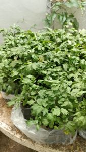 ต้นจิงจูฉ่าย ถุงใหญ่ ถุงละ 50 บาท ต้นโต แข็งแรงพร้อมปลูก จิงจูไฉ่ จินจูฉ่าย สมุนไพรใส่ในต้มเลือดหมู