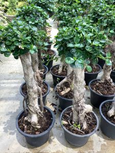 ต้นช้อนเงินช้อนทอง ช้อนเงินช้อนทอง ไทรช้อนเงินช้อนทอง บอนไซ ช้อนเงินช้อนทองบอนไซ ไม้มงคล ขนาดกระถาง 11 นิ้ว 15 นิ้ว