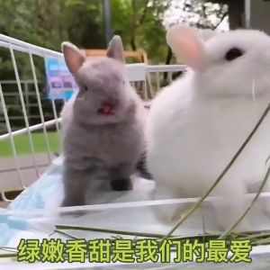 North Timothy Machine Dries Chopped Grass 0.5kg - เครื่องทิโมธีแห้งหญ้าสับนอนาคต สำหรับกุ้งแวดล้อม 0.5 kg