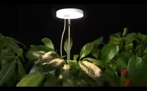 Grow Light Full Spectrum LED Plant Lamp for Plants Height Adjustable Growing Lamp with Timer 3/9/12H Dimmable Brightness