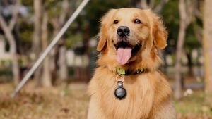 MiLi MITag Item Finder: A Comprehensive Guide