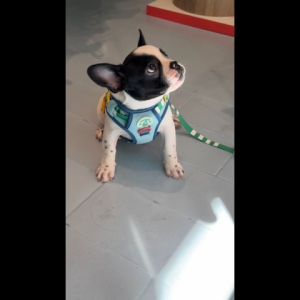 [พร้อมส่ง] DOGGU Parco Mille Harness Set เซ็ตสายรัดอกพร้อมสายจูง น้องหมา น้องแมวใส่ได้ สวมใส่ง่าย สายจูงยาว 180ซม