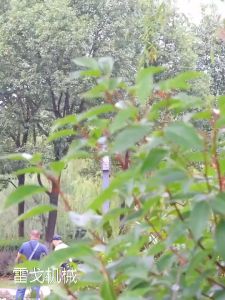 【aQa】Rechargeable automatic electric grass cutter