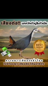 เสียงนกกวักตัวผู้และตัวเมีย เสียงต่อนกกวัก เสียงนกไก่นา ต่อเข้าเร็ว USBแฟลชไดร์ฟเสียงต่อนกกวัก เสียงดี ชัด100% ไม่มีโฆษณาแทรก MP3 เสียงต่อสัตว์