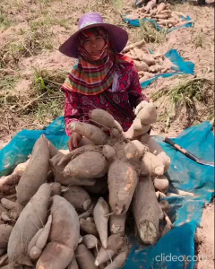 ท่อนมันสำปะหลังอิเหลืองน้อยแท้ 💥1 ลัง 100 ต้น ยาว 20 ซม. หัวใหญ่จัด ดกจริง น้ำหนักมาเต็ม