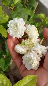 Bibit Tanaman Bunga Melati Tumpuk Wangi