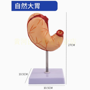 Tự Nhiên Mô Hình Thủ Dâm Mô Phỏng Tháo Dỡ 2 Phần Hệ Thống Thủ Dâm Mucosa Máy Máu Thủ Dâm Thần Kinh Cơ Bắp Cho Bác Sĩ