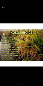 BENIH PADI KOLOSEBO 02 kemasan (1KG)