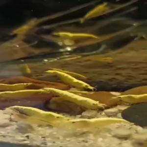 Neocaridina Shrimp Yellow Gold Back Udang Hiasan (1set=5 Free 1) Ready Stock