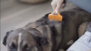 FURminator Fumei Net Cat Hair Removal Comb Long Hair Short Hair Grooming Comb Cat Hair