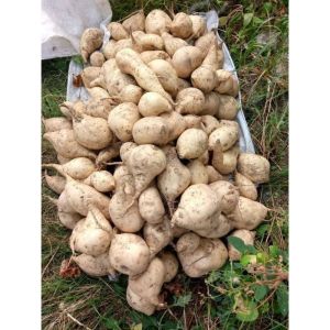 500 Bibit Ubi Cilembu Madu Jalar Rambat Umbi Ketela Manis Siap Tanam Panjang 20-25cm