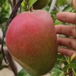 Bibit Tanaman Mangga Miyazaki OKULASI