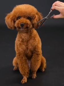 Stainless Steel Pet Scissors Dogs Gromming Scissors Curved Shears Sharp Edge Animal Cat Hair Cutting