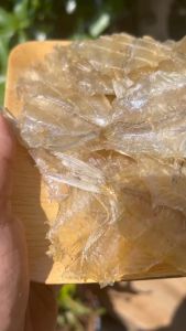 ปลาแป้นแก้ว ของฝากปากน้ำปราณ สดใหม่ ทานอร่อย ไม่เหนียว ไม่เหม็น