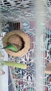 บ้านนก บ้านหญ้านก บ้านสัตว์เล็ก รังนก รังฟาง รังหญ้า งานถักมือ แขวนกรงได้