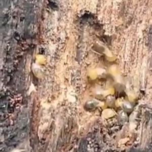semprotan pembasmi rayap kayu dan tanah original sangat ampuh