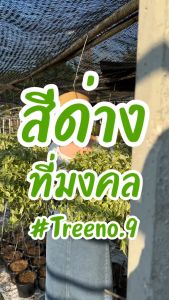 เปเปอร์โรเมียด่างขาว (Peperomia obtusifolia) กระถาง 8 นิ้ว - Treeno