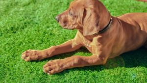 1m x 1m to 25m Artificial Grass Carpet Outdoor Simulation Fake Grass Mat Garden Lawn Wall Mat Decoration