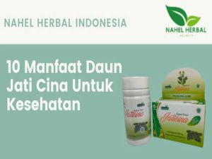 Kapsul herbal daun jati cina amanah isi 60 kapsul obat herbal pelangsing alami Daun Herbal Alami