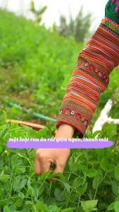 Hạt giống Đậu Hà Lan siêu ngọn - Gói 30gr