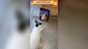 Susu Kucing Growssy / growsy 1 Box