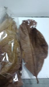 ใบหูกวางสำหรับปลากัดปลาสวยงามคุณภาพสูงล้างสะอาด ตากแห้ง บรรจุแต่ใบแน่น 1ถุงมี10ใบ พร้อมใช้งาน