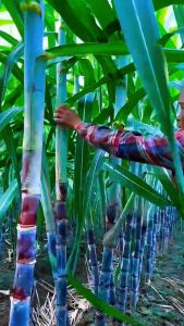 Alat Pembersih Daun Tebu Alat RogesTebu Alat Perkebunan Gantolan