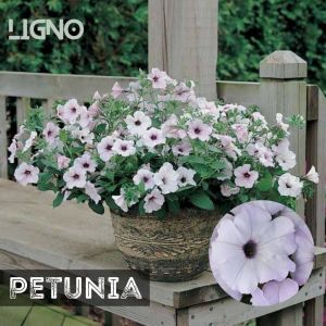 Benih PETUNIA SILVER (isi-7) Biji Bunga